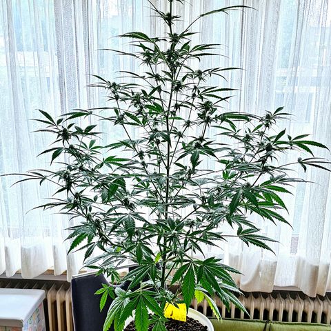 Gelato OG Auto #1 growlog timeline photo