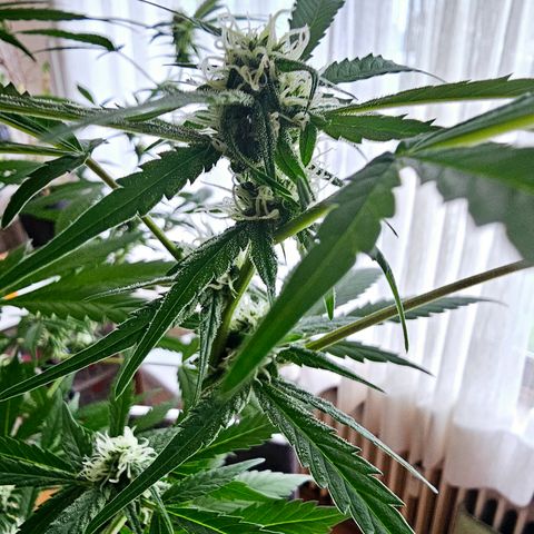 Gelato OG Auto #1 growlog timeline photo