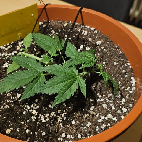 Lemon Auto #5 growlog timeline photo
