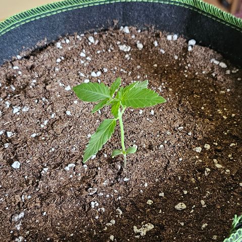 Amnesia Haze Auto #2 growlog timeline photo