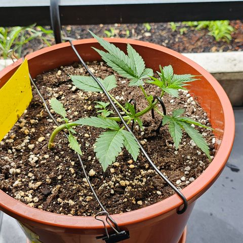 Lemon Auto #5 growlog timeline photo