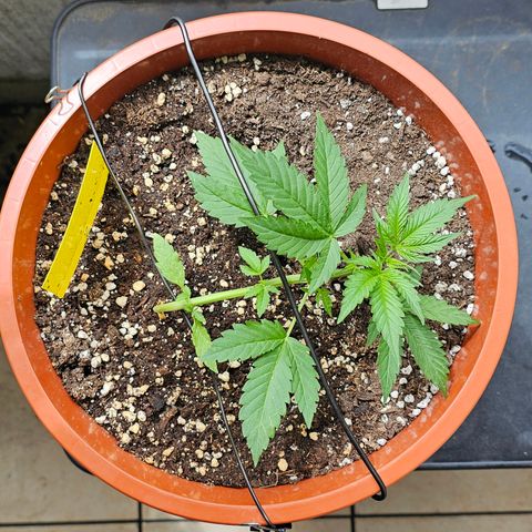 Lemon Auto #5 growlog timeline photo