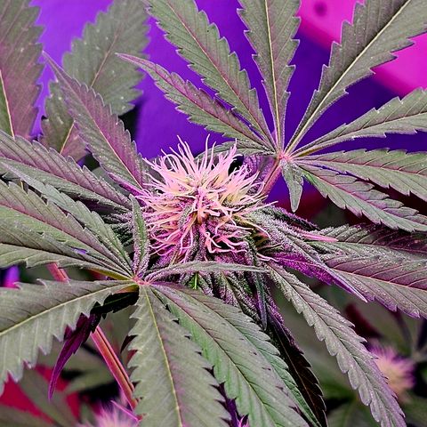 Bag Seed #1 growlog timeline photo