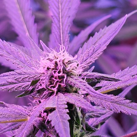 Gelato OG Auto #1 growlog timeline photo