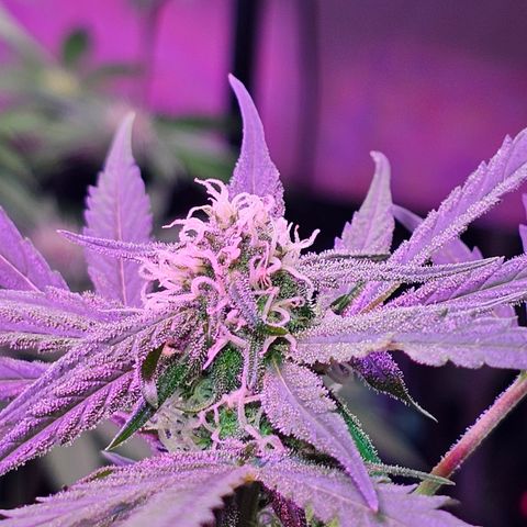 Gelato OG Auto #1 growlog timeline photo