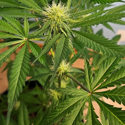 Bag Seed #1 growlog timeline photo