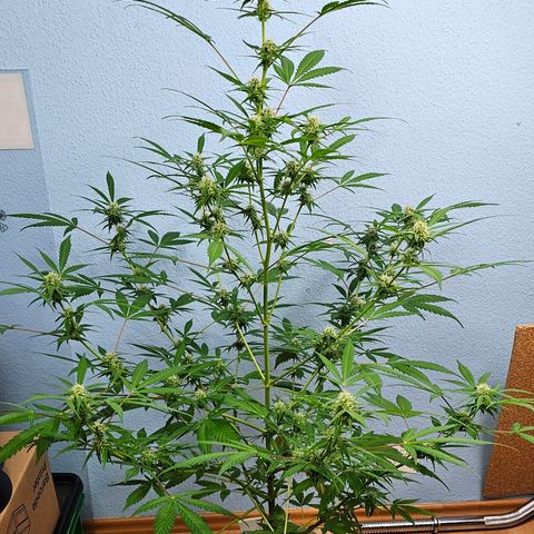 Gelato OG Auto #1 growlog timeline photo
