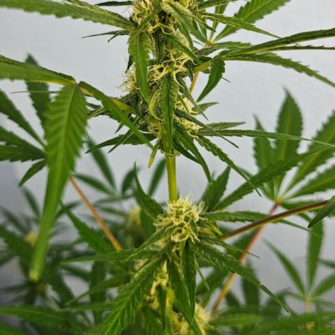 Gelato OG Auto #1 growlog timeline photo