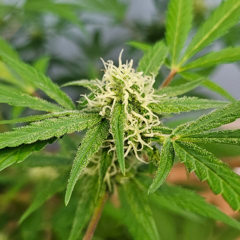 Gelato OG Auto #1 growlog timeline photo