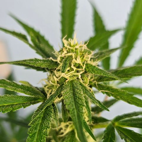 Gelato OG Auto #1 growlog timeline photo