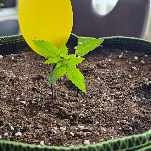 Amnesia Haze Auto #2 growlog timeline photo