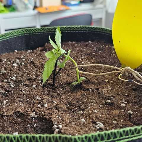 Amnesia Haze Auto #2 growlog timeline photo