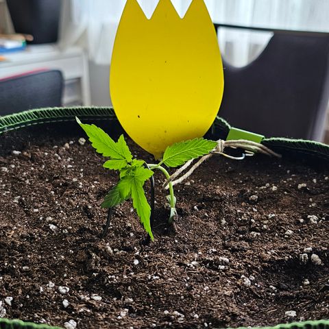 Amnesia Haze Auto #2 growlog timeline photo