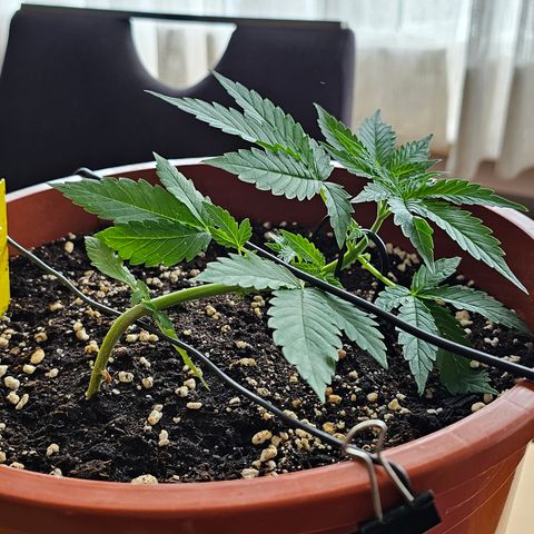 Lemon Auto #5 growlog timeline photo