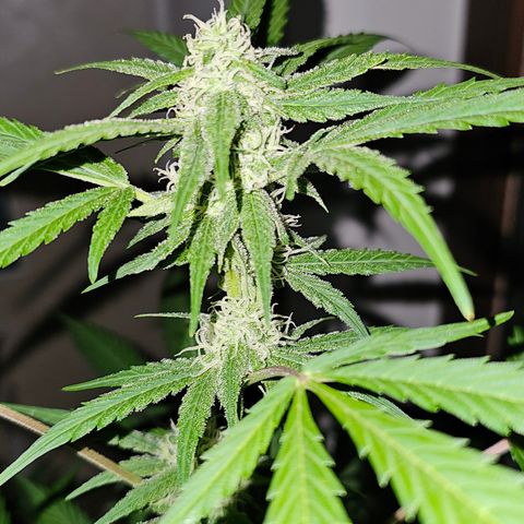 Gelato OG Auto #1 growlog timeline photo