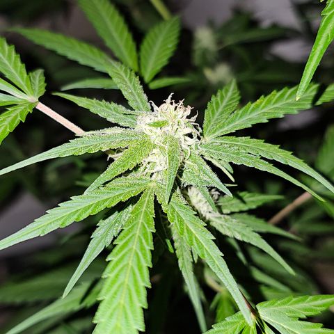 Gelato OG Auto #1 growlog timeline photo