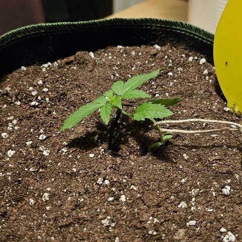 Amnesia Haze Auto #2 growlog timeline photo
