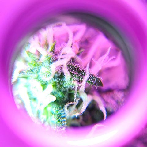 Gelato OG Auto #1 growlog timeline photo
