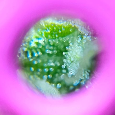 Gelato OG Auto #1 growlog timeline photo
