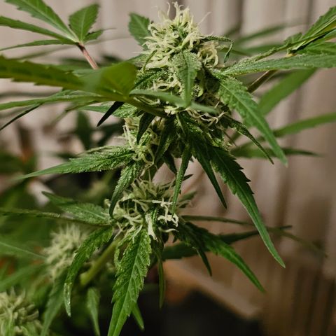 Gelato OG Auto #1 growlog timeline photo