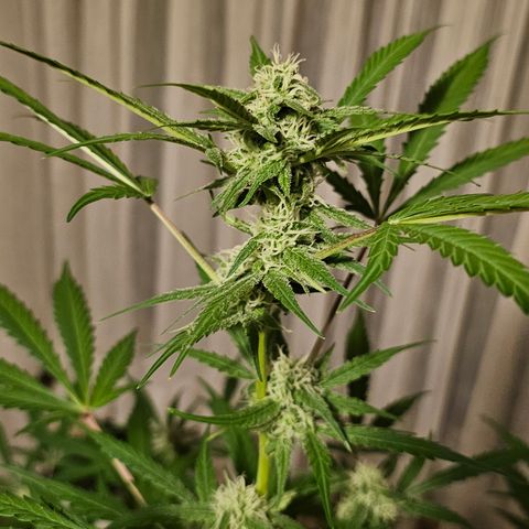 Gelato OG Auto #1 growlog timeline photo
