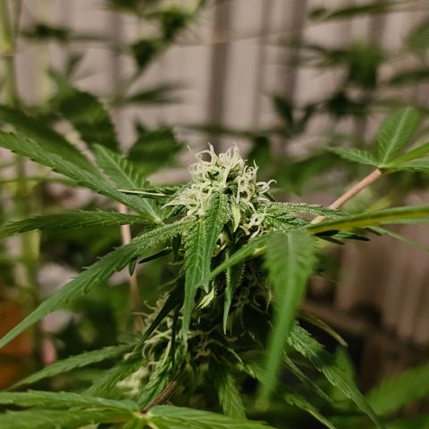 Gelato OG Auto #1 growlog timeline photo