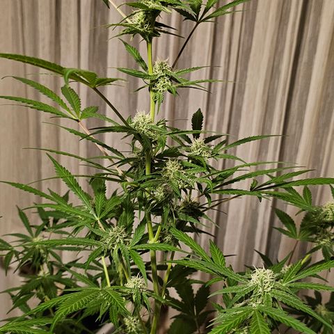 Gelato OG Auto #1 growlog timeline photo
