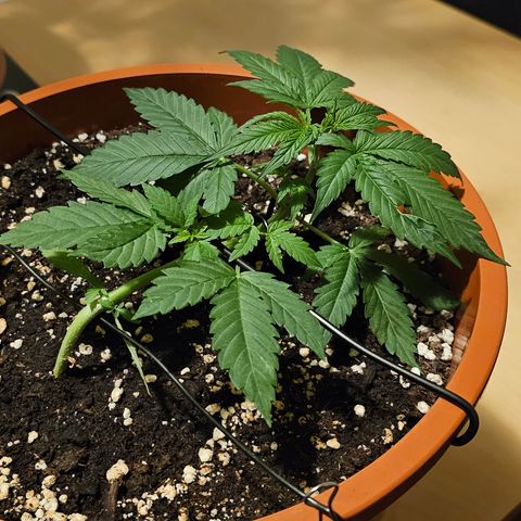 Lemon Auto #5 growlog timeline photo