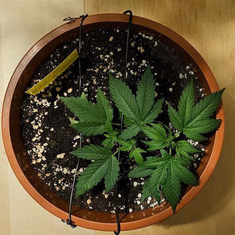 Lemon Auto #5 growlog timeline photo