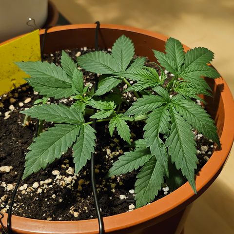 Lemon Auto #5 growlog timeline photo