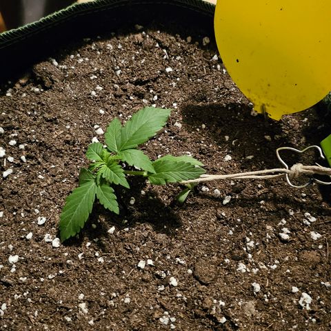 Amnesia Haze Auto #2 growlog timeline photo