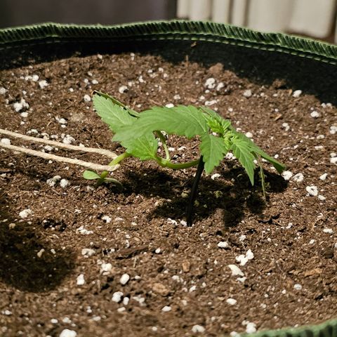 Amnesia Haze Auto #2 growlog timeline photo