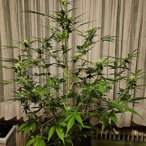 Gelato OG Auto #1 growlog timeline photo