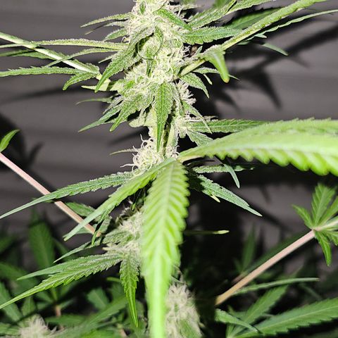 Gelato OG Auto #1 growlog timeline photo