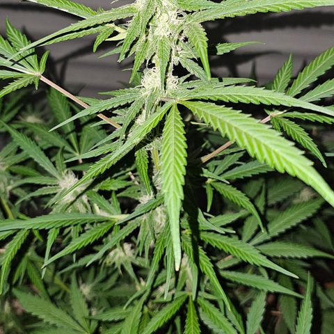 Gelato OG Auto #1 growlog timeline photo