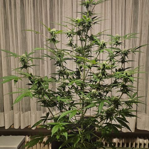 Gelato OG Auto #1 growlog timeline photo