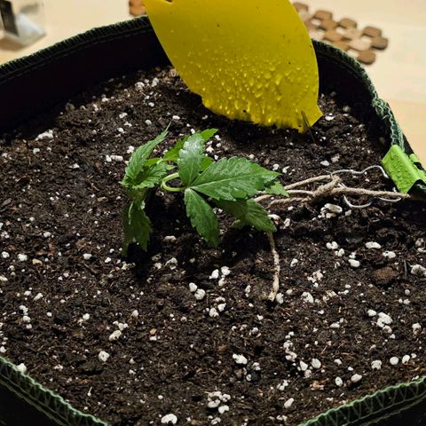 Amnesia Haze Auto #2 growlog timeline photo