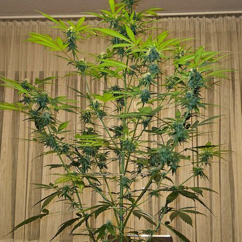 Gelato OG Auto #1 growlog timeline photo