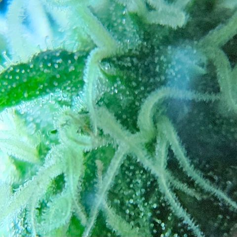Gelato OG Auto #1 growlog timeline photo
