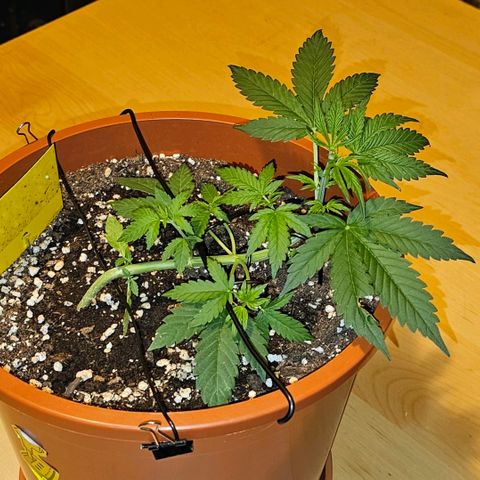 Lemon Auto #5 growlog timeline photo