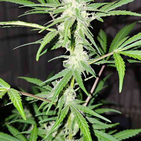 Gelato OG Auto #1 growlog timeline photo