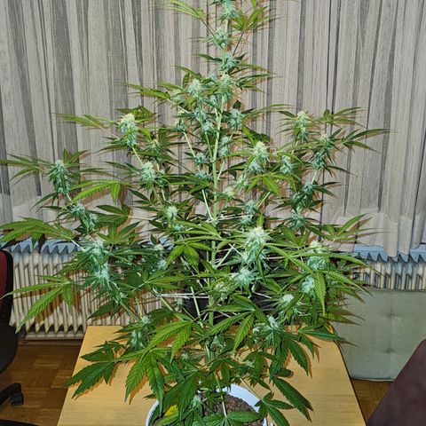 Gelato OG Auto #1 growlog timeline photo