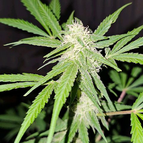 Gelato OG Auto #1 growlog timeline photo
