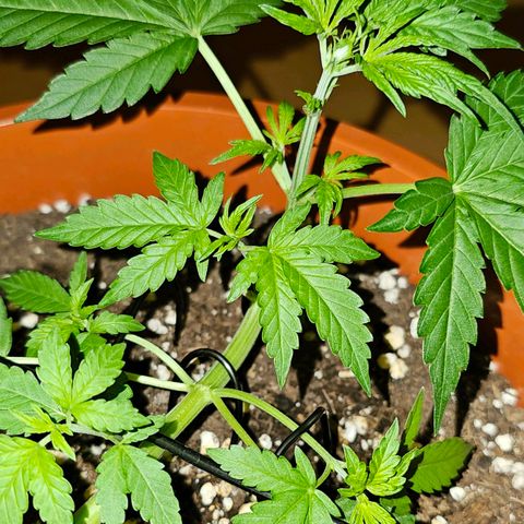Lemon Auto #5 growlog timeline photo