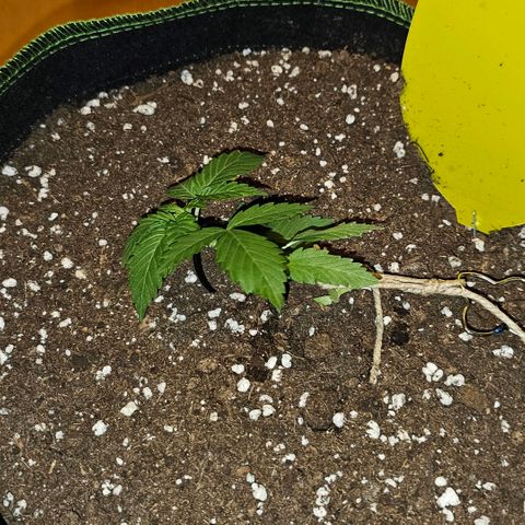 Amnesia Haze Auto #2 growlog timeline photo