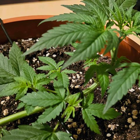 Lemon Auto #5 growlog timeline photo