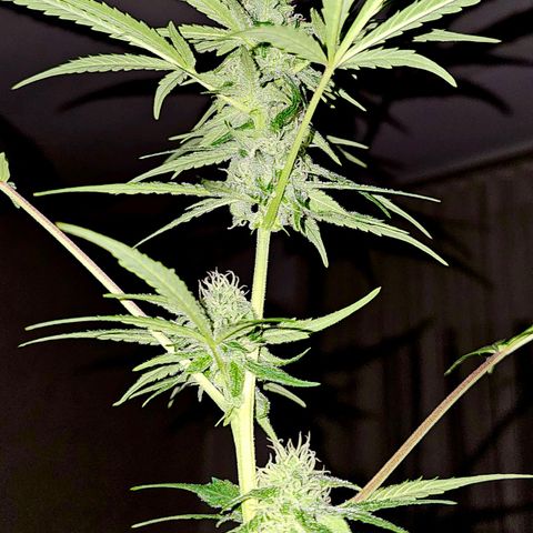 Gelato OG Auto #1 growlog timeline photo