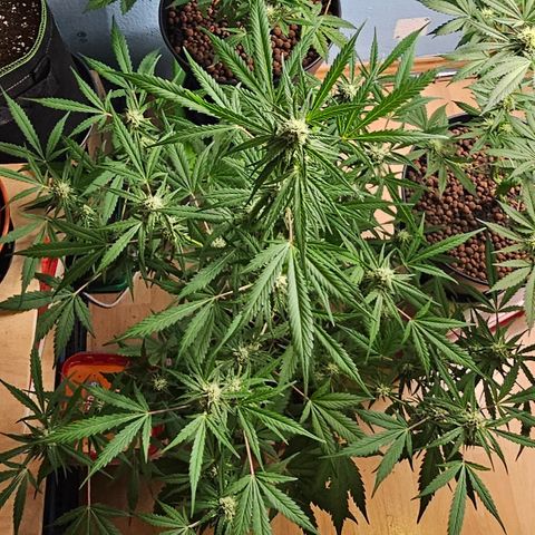 Gelato OG Auto #1 growlog timeline photo