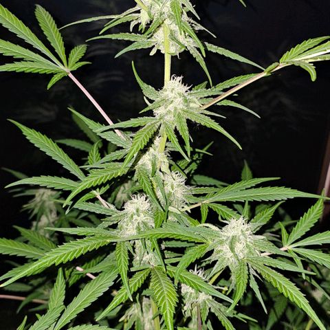 Gelato OG Auto #1 growlog timeline photo
