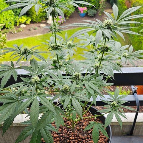 Bag Seed #1 growlog timeline photo